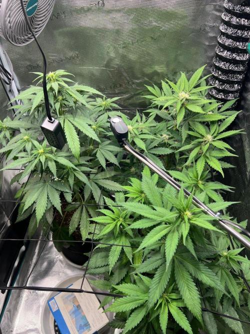 Sweet Auto. Week 5 - Día Miércoles 25/02