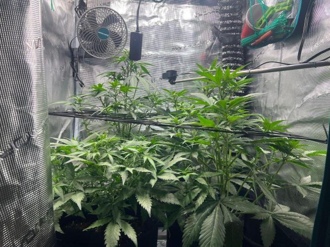 Sweet Auto. Week 5 - Día Martes 24/02