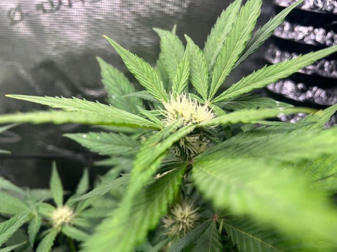 Sweet Auto. Week 5 - Día Martes 24/02