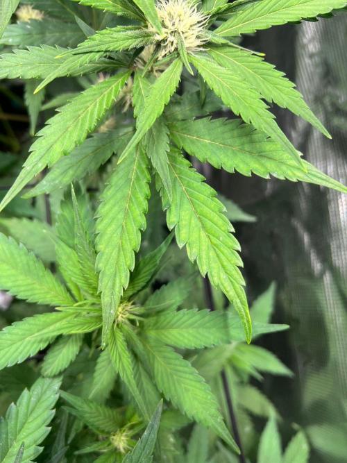 Sweet Auto. Week 5 - Día Miércoles 25/02