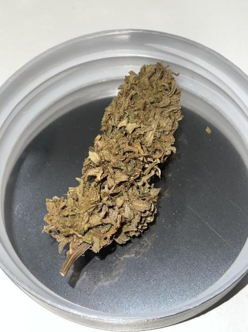 Sweet Auto. Week 5