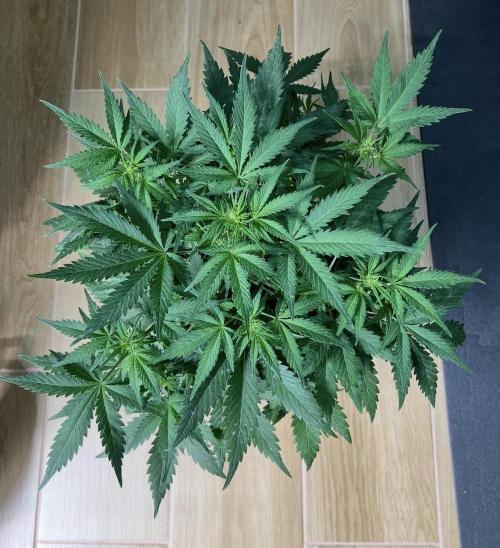 Sweet Auto. Week 5 - Día Miércoles 25/02