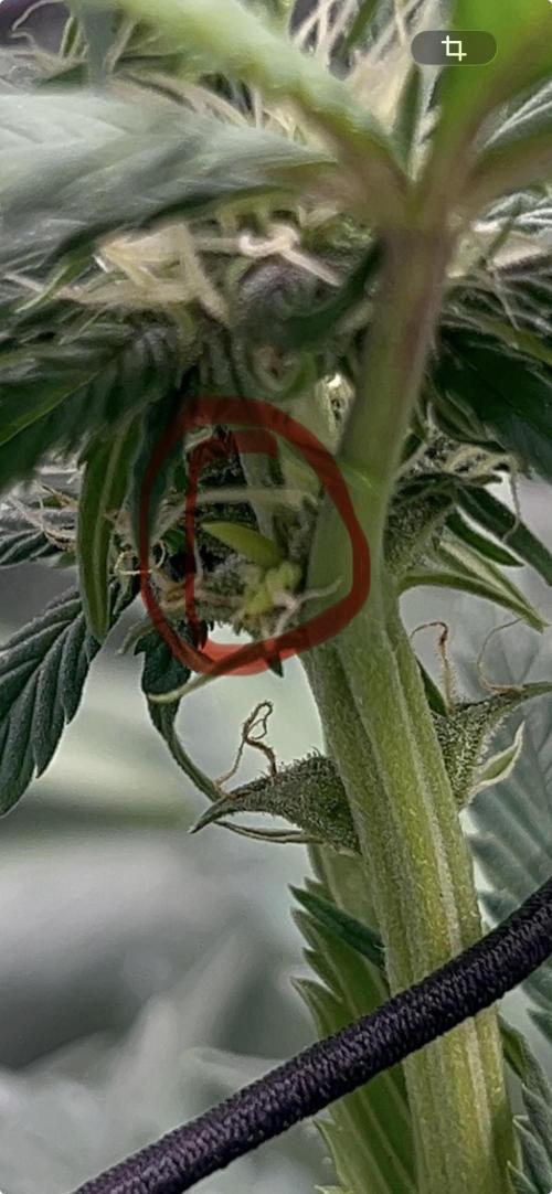 Sweet Auto. Week 6 - Zoom