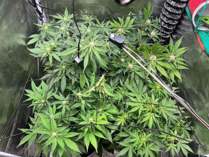 Sweet Auto. Week 6 - Día Sábado 28/2
