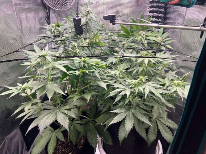 Sweet Auto. Week 6 - Día Sábado 28/2