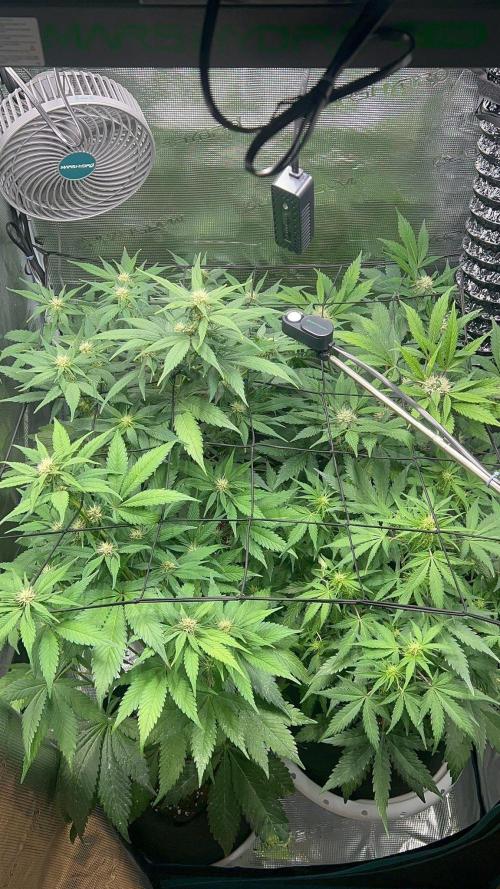 Sweet Auto. Week 6 - Día Lunes 2/2