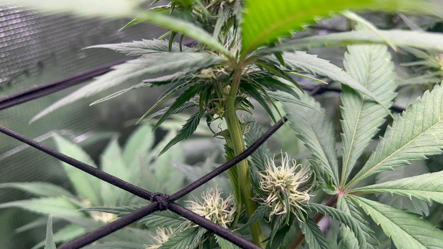Sweet Auto. Week 6 - Día Lunes 2/2 Hermafrodita