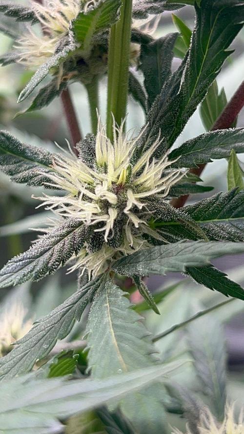 Sweet Auto. Week 6 - Día Lunes 2/2 Hermafrodita