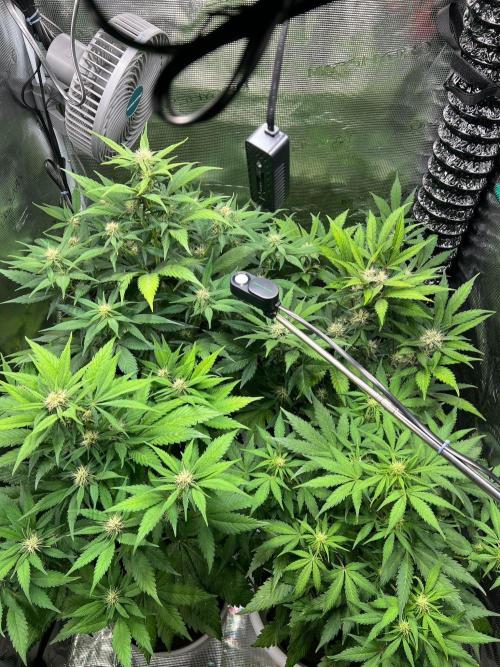 Sweet Auto. Week 6 - Día Miércoles 4/2