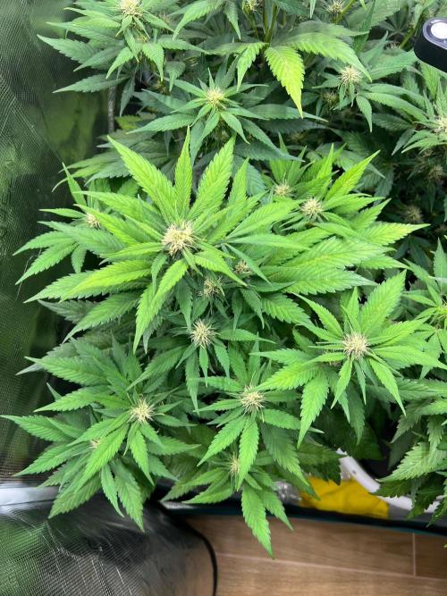 Sweet Auto. Week 6 - Día Miércoles 4/2