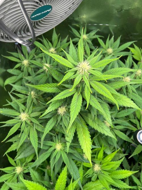 Sweet Auto. Week 6 - Día Miércoles 4/2