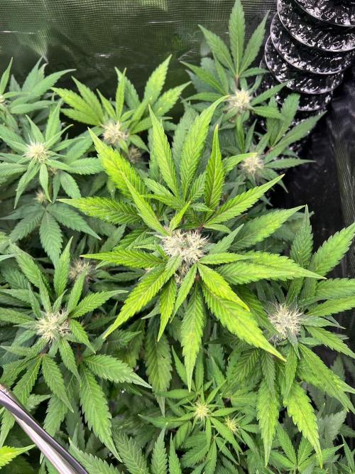 Sweet Auto. Week 6 - Día Miércoles 4/2