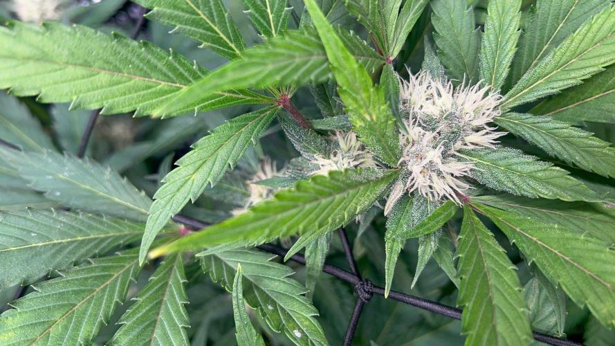 Sweet Auto. Week 6 - Día Miércoles 4/2