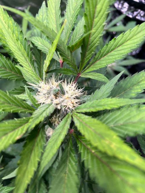 Sweet Auto. Week 6 - Día Miércoles 4/2
