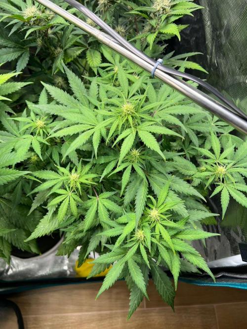 Sweet Auto. Week 6 - Día Miércoles 4/2