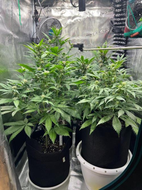 Sweet Auto. Week 6 - Día Miércoles 4/2