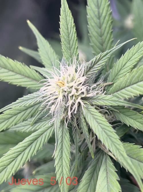Sweet Auto. Week 7