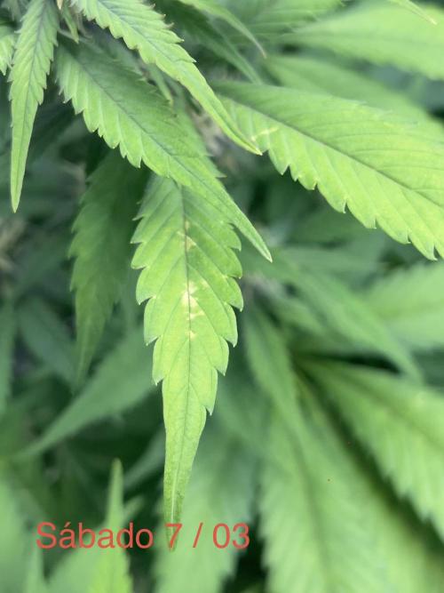 Sweet Auto. Week 7