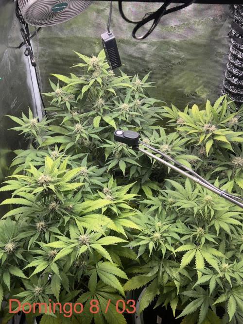 Sweet Auto. Week 7