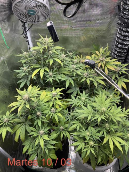 Sweet Auto. Week 7