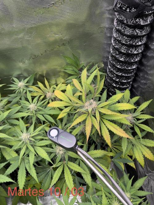 Sweet Auto. Week 7
