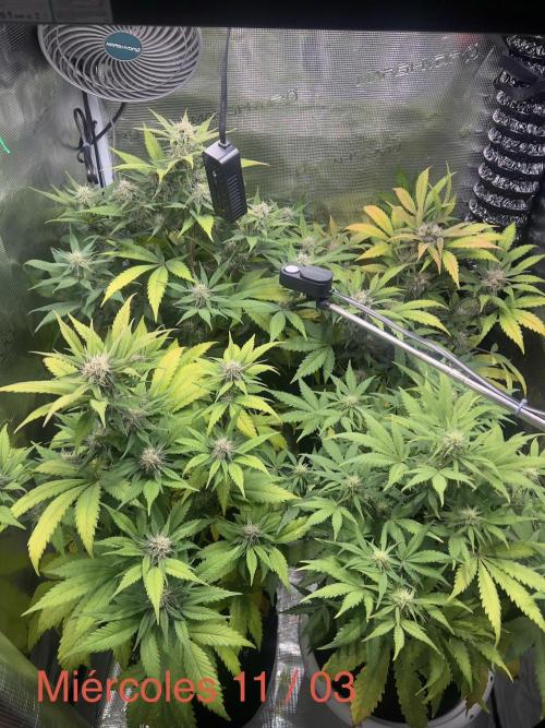Sweet Auto. Week 7