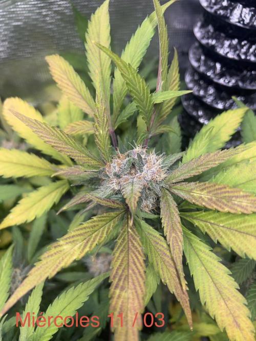 Sweet Auto. Week 7
