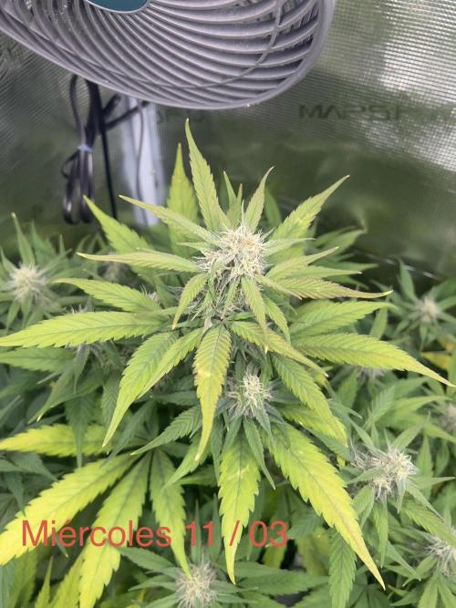 Sweet Auto. Week 7
