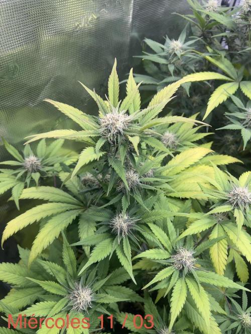Sweet Auto. Week 7