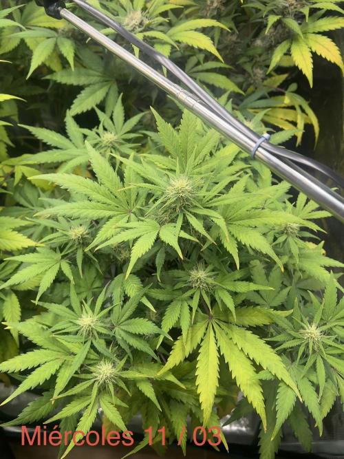 Sweet Auto. Week 7