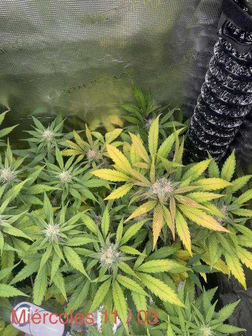 Sweet Auto. Week 7
