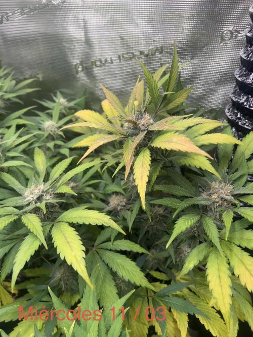 Sweet Auto. Week 7