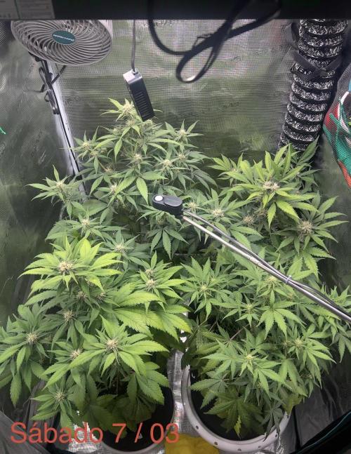 Sweet Auto. Week 7