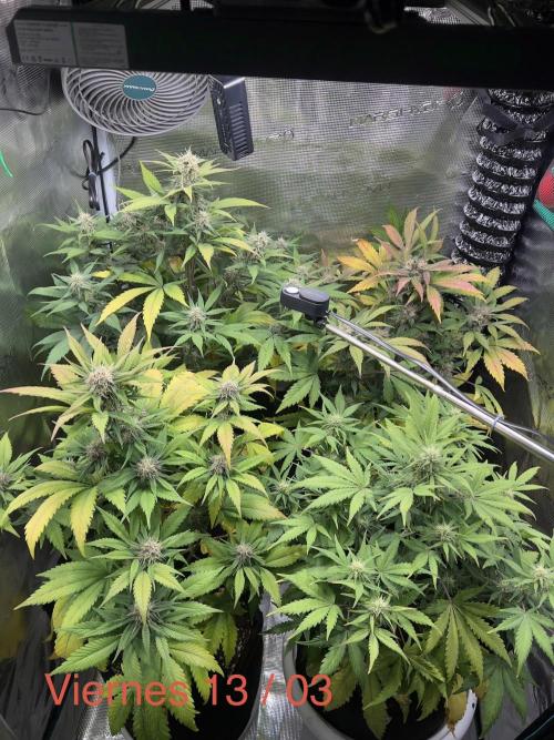 Sweet Auto. Week 8