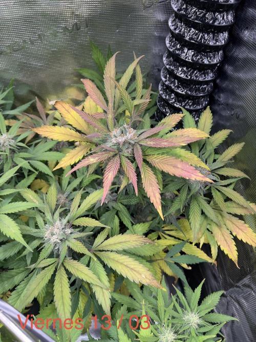 Sweet Auto. Week 8