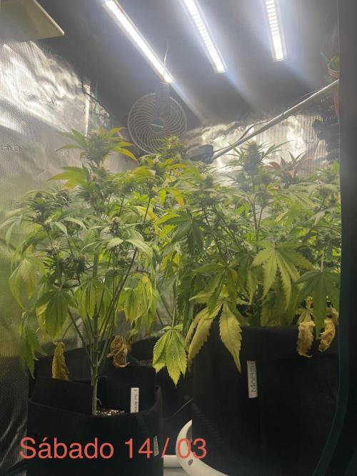 Sweet Auto. Week 8