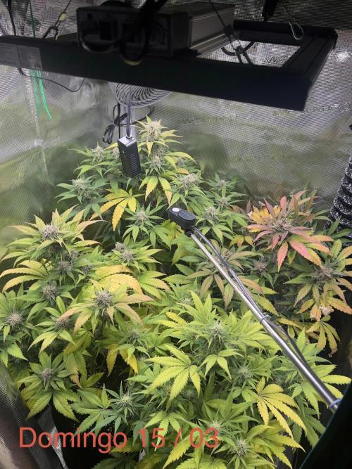 Sweet Auto. Week 8