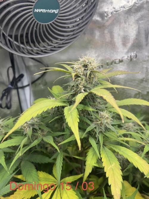 Sweet Auto. Week 8