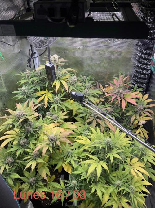 Sweet Auto. Week 8