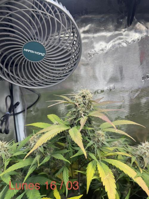 Sweet Auto. Week 8