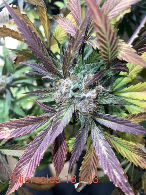 Sweet Auto. Week 8