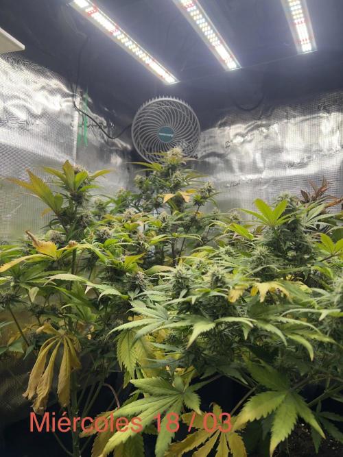 Sweet Auto. Week 8