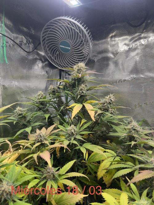 Sweet Auto. Week 8
