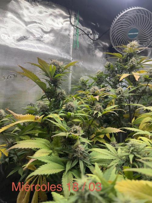 Sweet Auto. Week 8