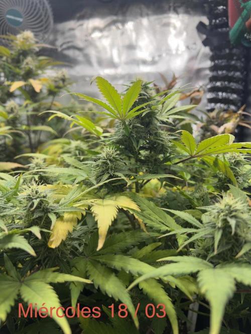 Sweet Auto. Week 8