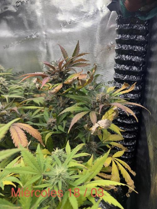 Sweet Auto. Week 8
