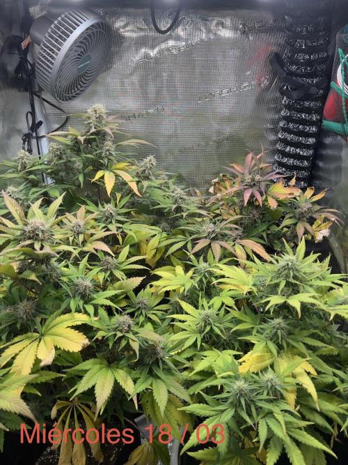 Sweet Auto. Week 8