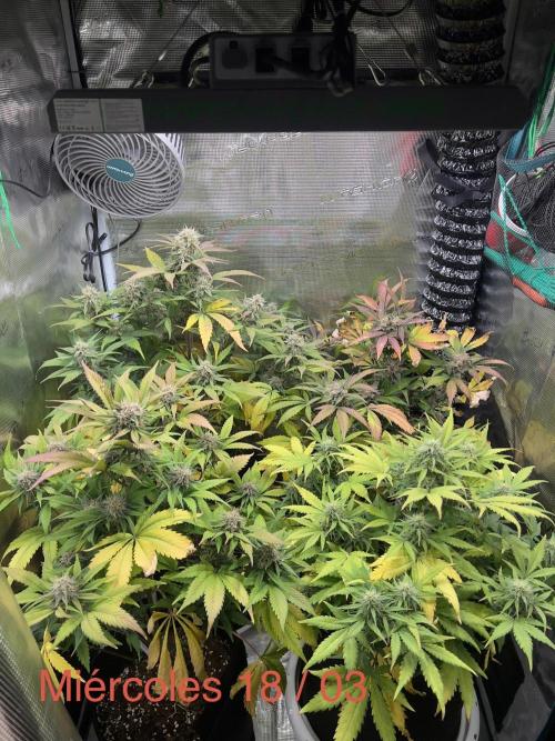 Sweet Auto. Week 8