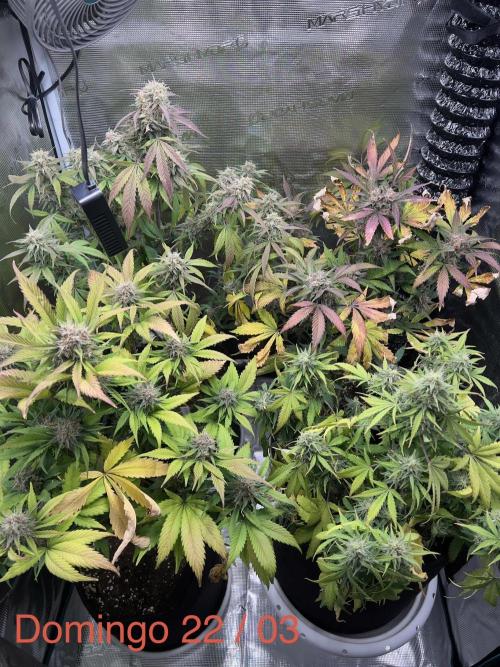 Sweet Auto. Week 9
