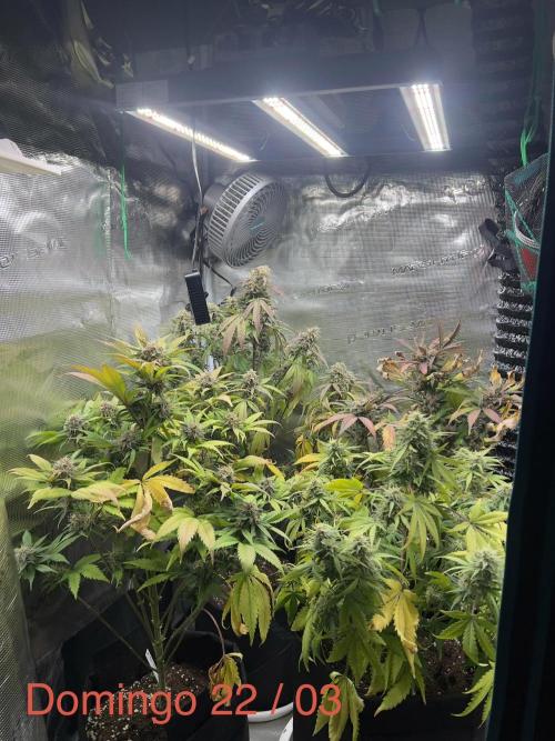 Sweet Auto. Week 9